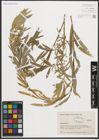 Foto von Salix purpurea L.